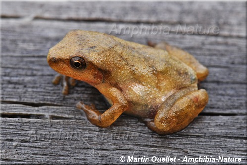 Pseudacris crucifer - Rainette crucifère