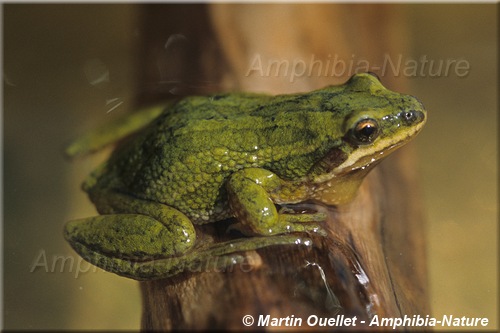 Pseudacris maculata - Rainette faux-grillon boréale