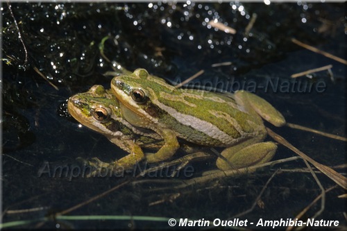 Pseudacris maculata - Rainette faux-grillon boréale