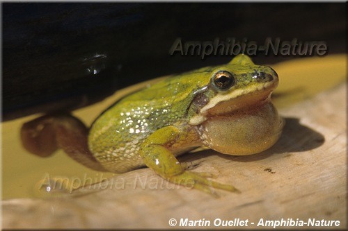 Pseudacris maculata - Rainette faux-grillon boréale