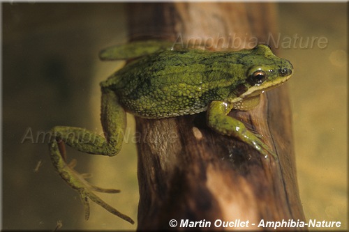 Pseudacris maculata - Rainette faux-grillon boréale