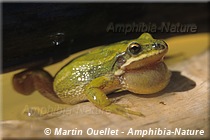 Pseudacris maculata - Rainette faux-grillon boréale