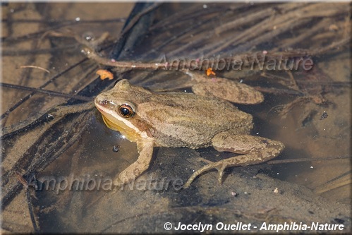 Pseudacris maculata - Rainette faux-grillon boréale