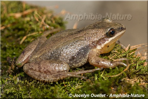 Pseudacris maculata - Rainette faux-grillon boréale