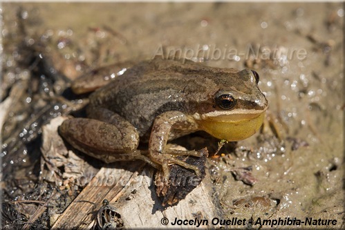 Pseudacris maculata - Rainette faux-grillon boréale