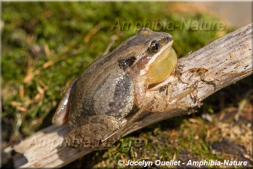 Pseudacris maculata - Rainette faux-grillon boréale