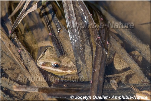 Pseudacris maculata - Rainette faux-grillon boréale