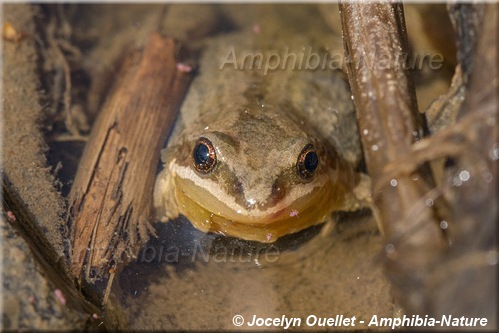 Pseudacris maculata - Rainette faux-grillon boréale