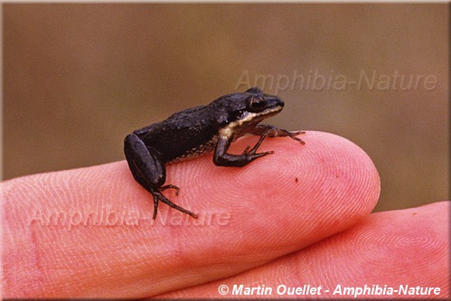 Pseudacris maculata - Rainette faux-grillon boréale