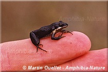 Pseudacris maculata - Rainette faux-grillon boréale