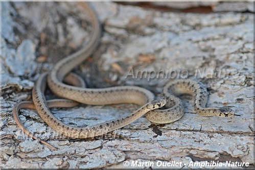 Storeria dekayi - Couleuvre brune