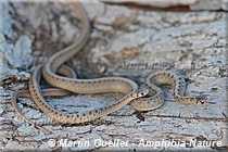 Storeria dekayi - Couleuvre brune