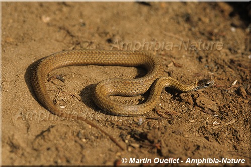 Storeria occipitomaculata - Couleuvre à ventre rouge