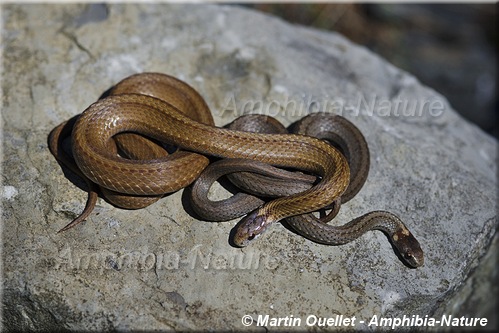 Storeria occipitomaculata - Couleuvre à ventre rouge