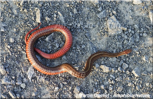 Storeria occipitomaculata - Couleuvre à ventre rouge