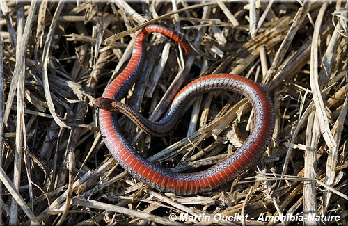 Storeria occipitomaculata - Couleuvre à ventre rouge