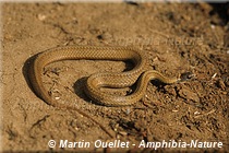 Storeria occipitomaculata - Couleuvre à ventre rouge