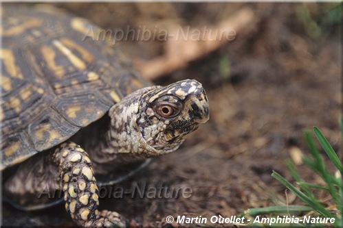 Terrapene carolina carolina - Tortue boîte forestière