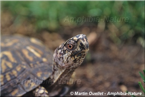 Terrapene carolina carolina - Tortue boîte forestière