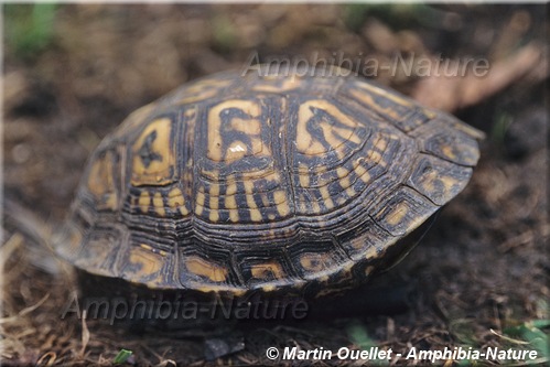 Terrapene carolina carolina - Tortue boîte forestière