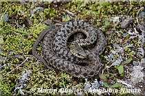 Thamnophis sirtalis - Couleuvre rayée