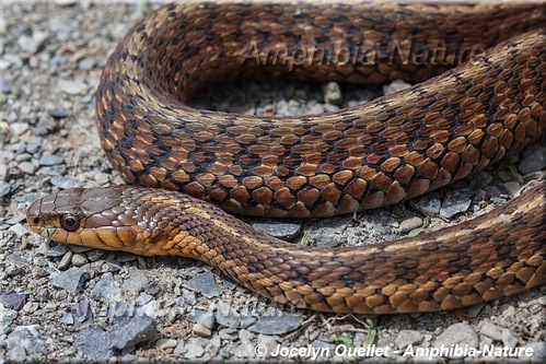 Thamnophis sirtalis - Couleuvre rayée