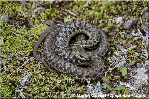 Thamnophis sirtalis - Couleuvre rayée