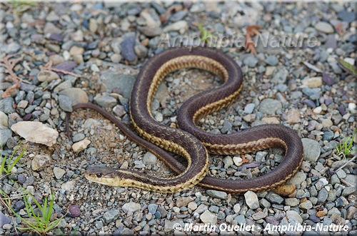 Thamnophis sirtalis pallidulus - Couleuvre rayée des Maritimes