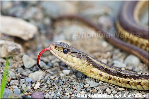 Thamnophis sirtalis - Couleuvre rayée