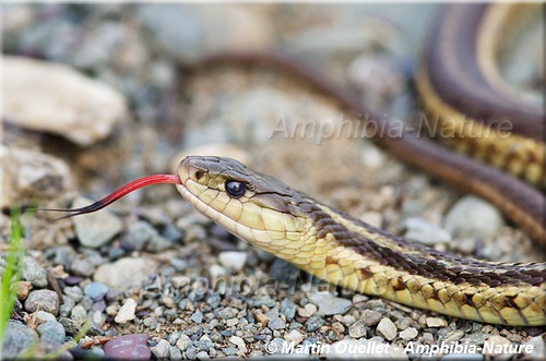 Thamnophis sirtalis - Couleuvre rayée