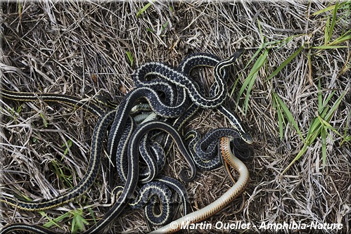 Thamnophis sirtalis - Couleuvre rayée