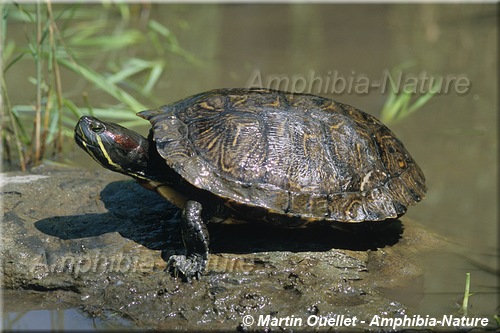 Trachemys scripta elegans - Tortue à oreilles rouges