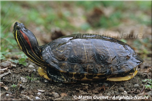 Trachemys scripta elegans - Tortue à oreilles rouges