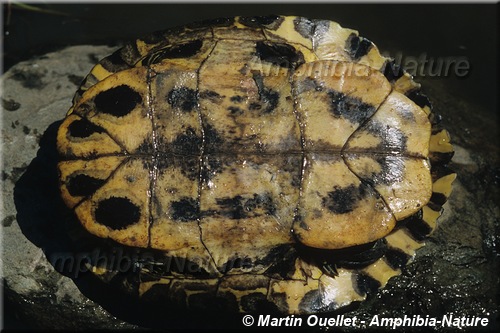 Trachemys scripta elegans - Tortue à oreilles rouges