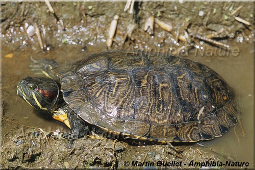 Trachemys scripta elegans - Tortue à oreilles rouges