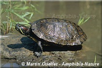 Trachemys scripta elegans - Tortue à oreilles rouges