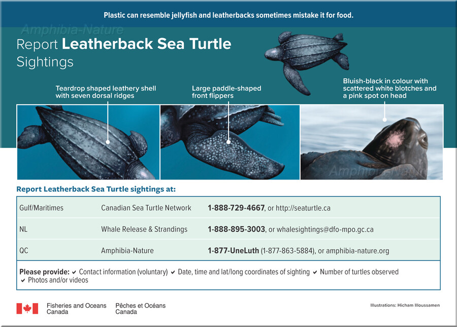 Fisheries and Oceans Canada - Leatherback Sea Turtle Sightings