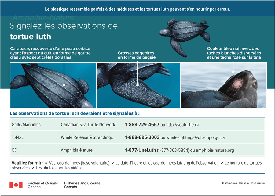 Pêches et Océans Canada - observations de tortue luth
