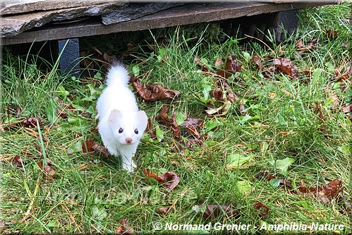 hermine avec son pelage hivernal blanc