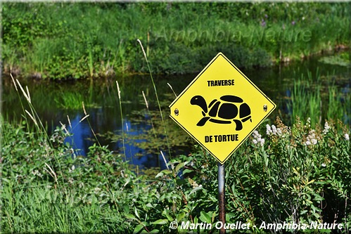 passage de tortues