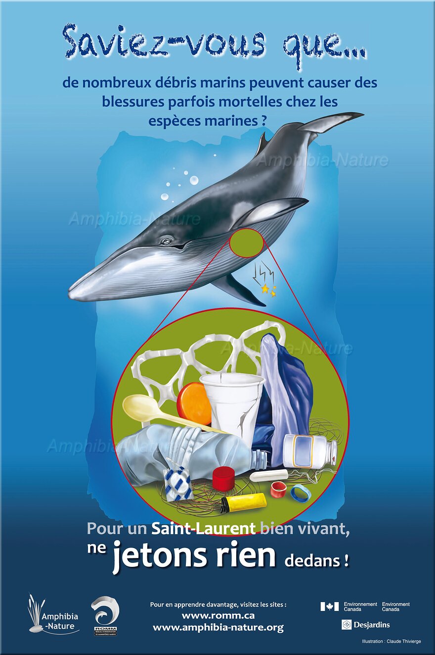 affiche du projet Saint-Laurant vivant - petit rorqual