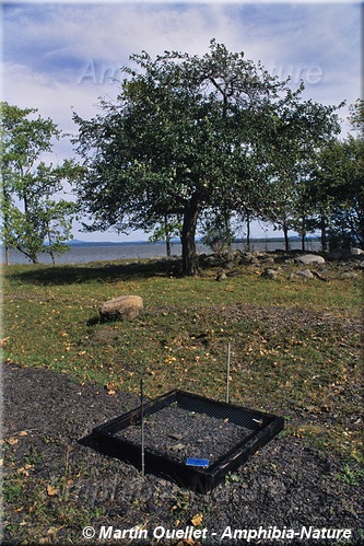 aménagement - site de ponte de tortue