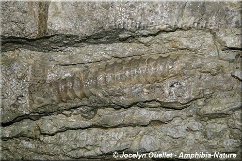 fossile dans la Grotte à la Patate, Anticosti