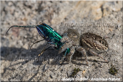 araignée sauteuse mangeant une mouche