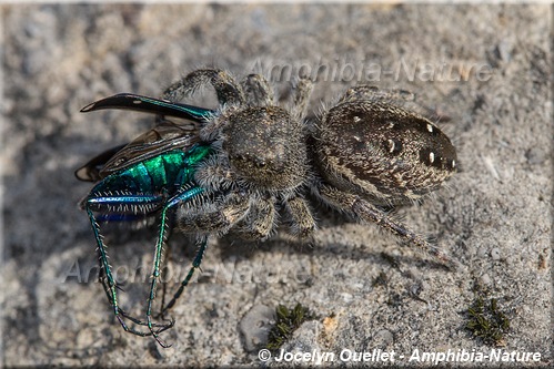 araignée sauteuse mangeant une mouche