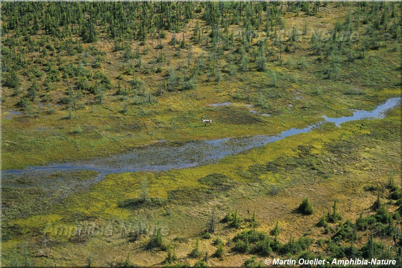 caribou vue-du-ciel à la Baie-James