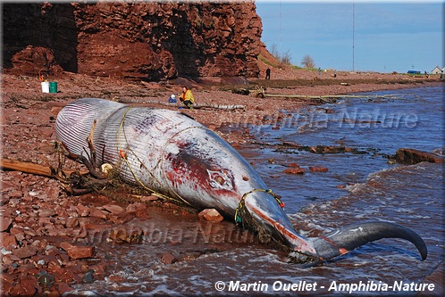 baleine échouée sur la plage