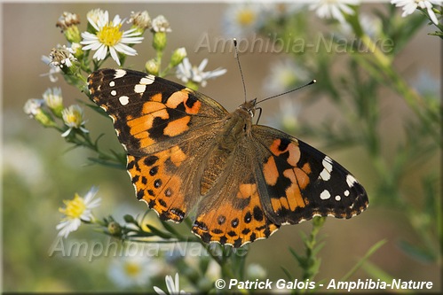 Belle dame (Painted Lady