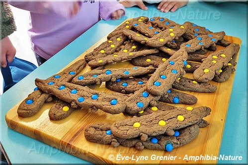 biscuits salamandres à points bleus et salamandres maculées
