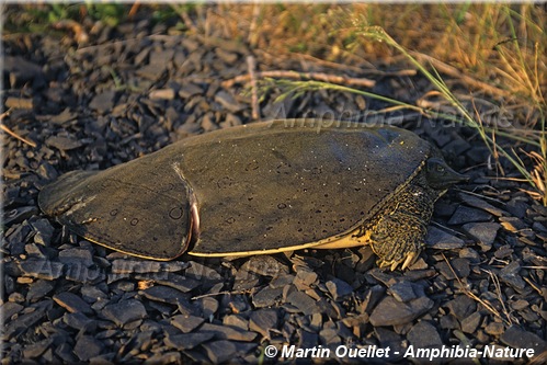 tortue molle à épines de l'Est - hélice de bateau